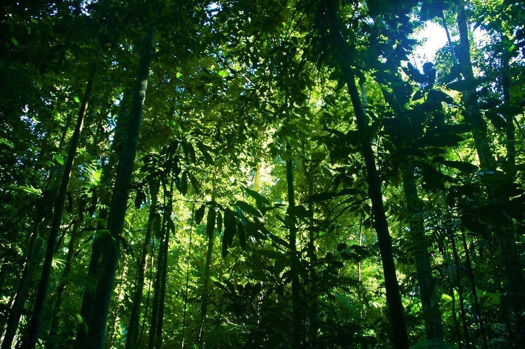 A lush, verdant view looking up through a rainforest canopy.