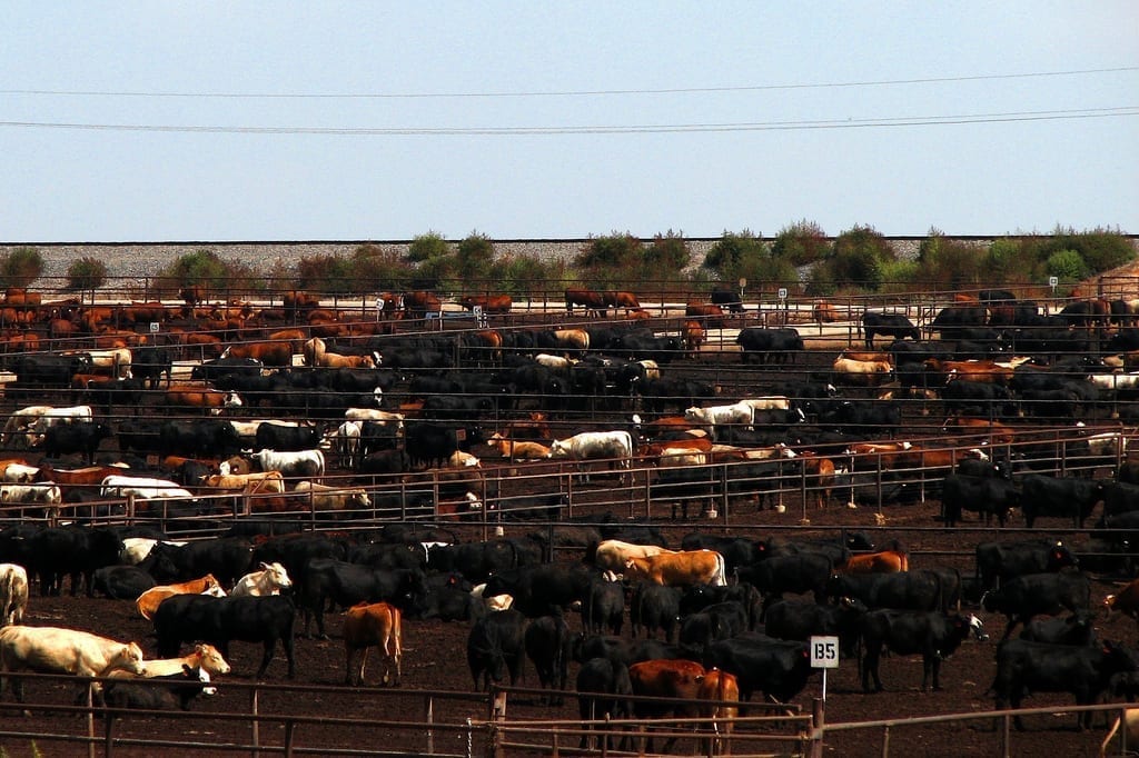 A vast number of cattle penned in together in Texas.