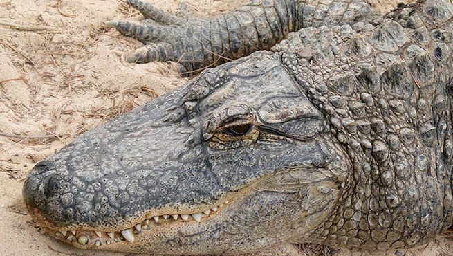 Image of an alligator