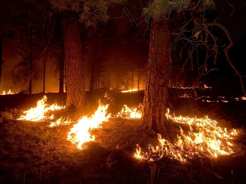 Fire burns around trees at night in Gila National Forest.