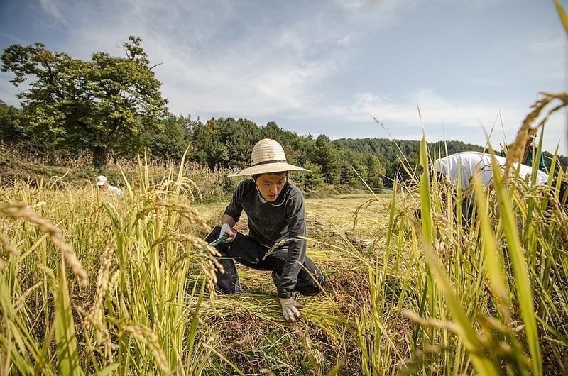 Production still from the film Final Straw, Food, Earth, Happiness shows rice harvesting on a natural farm