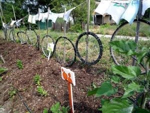 A combined fence, recycled-tire trellis and clothesline at the Earth Works community garden in Detroit.
