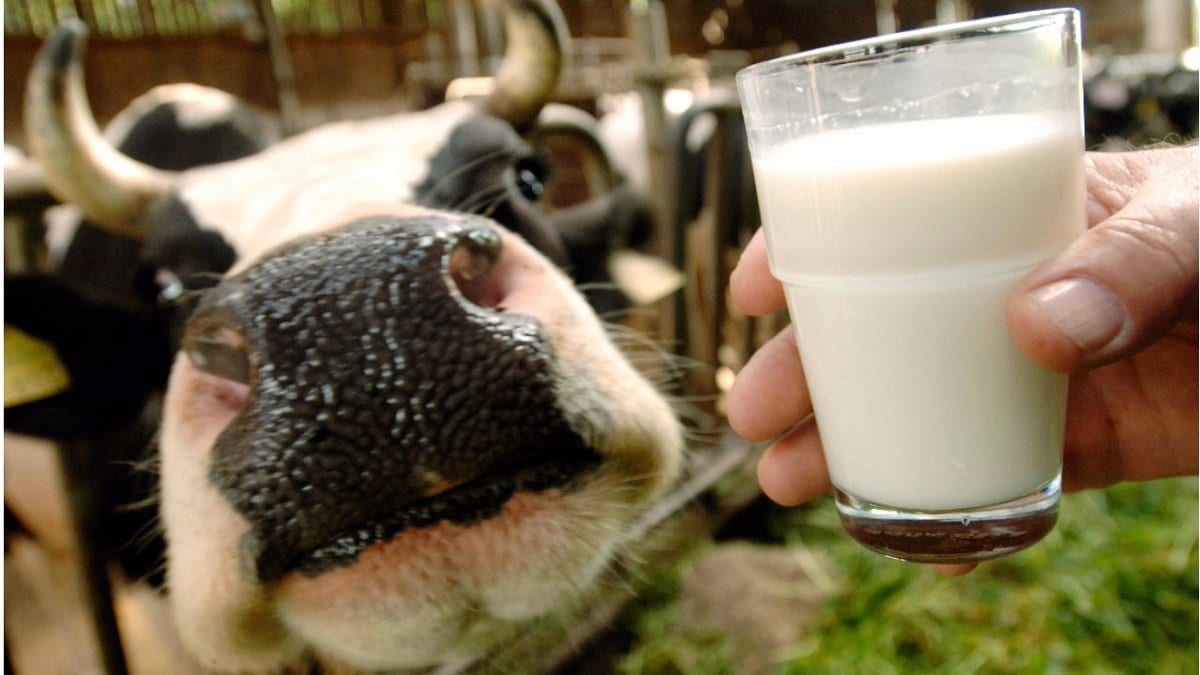 Image of a Glass of Raw Milk and a Cow