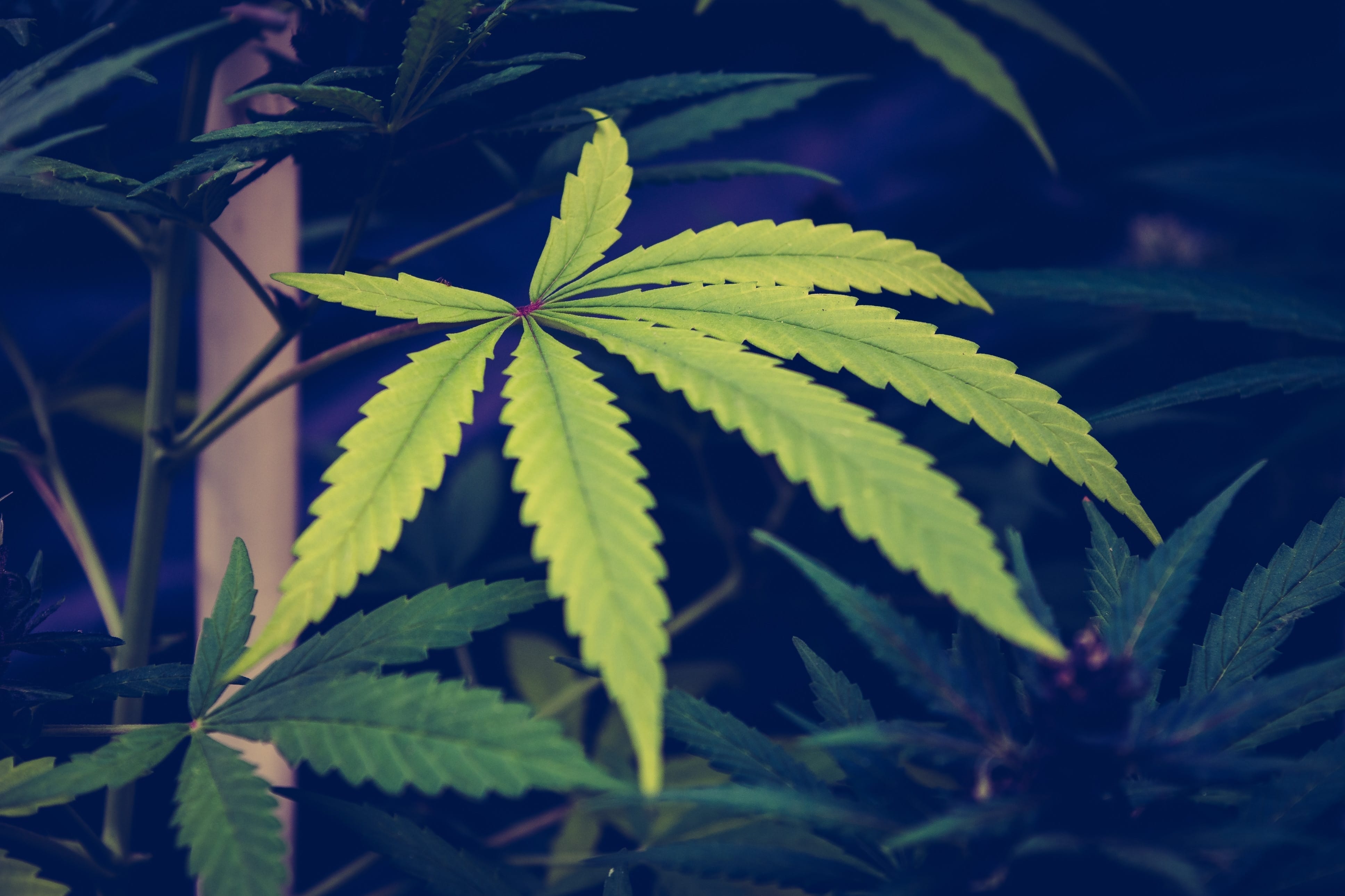 Michigan's Marijuana Dispensaries May Be Forced to Close Their Doors