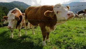 Cattle nosing through a fence.