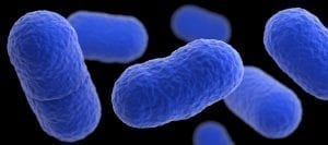 Image of Listeria Bacteria