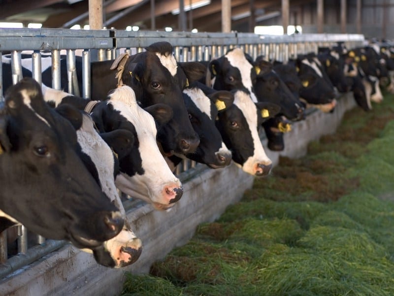 Image of a Wisconsin Dairy Farm