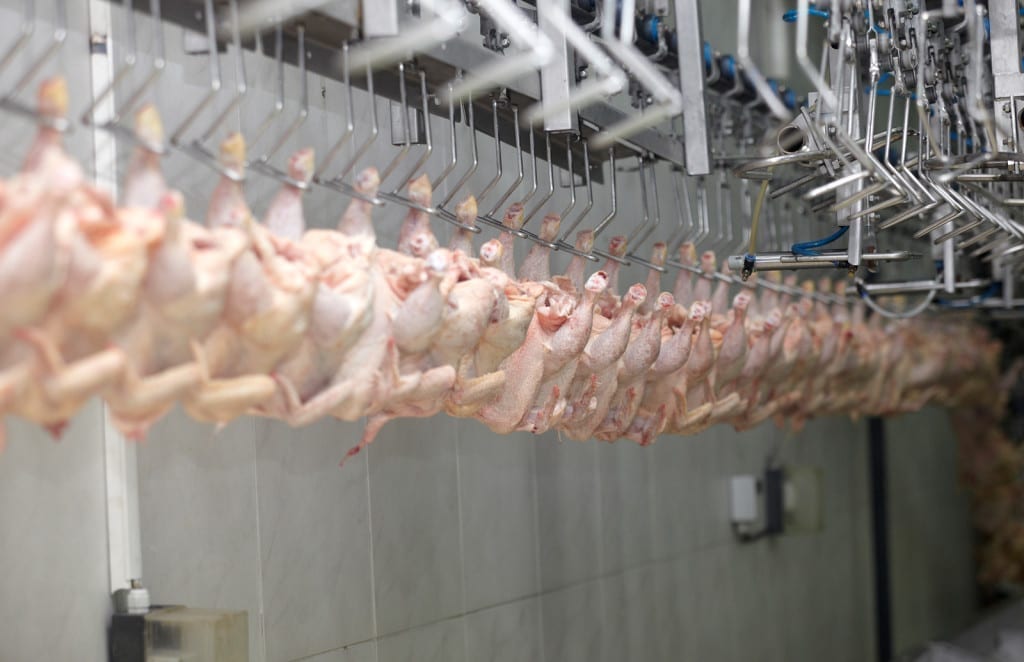 Addicts Forced to "Recover" in Plastics Factory, Chicken Processing Plant