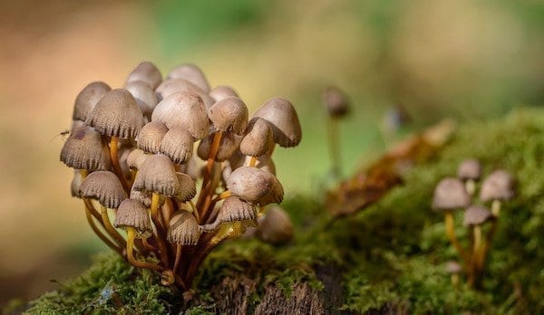 Counselor Couple Pushes to Legalize 'Magic Mushrooms' in Oregon
