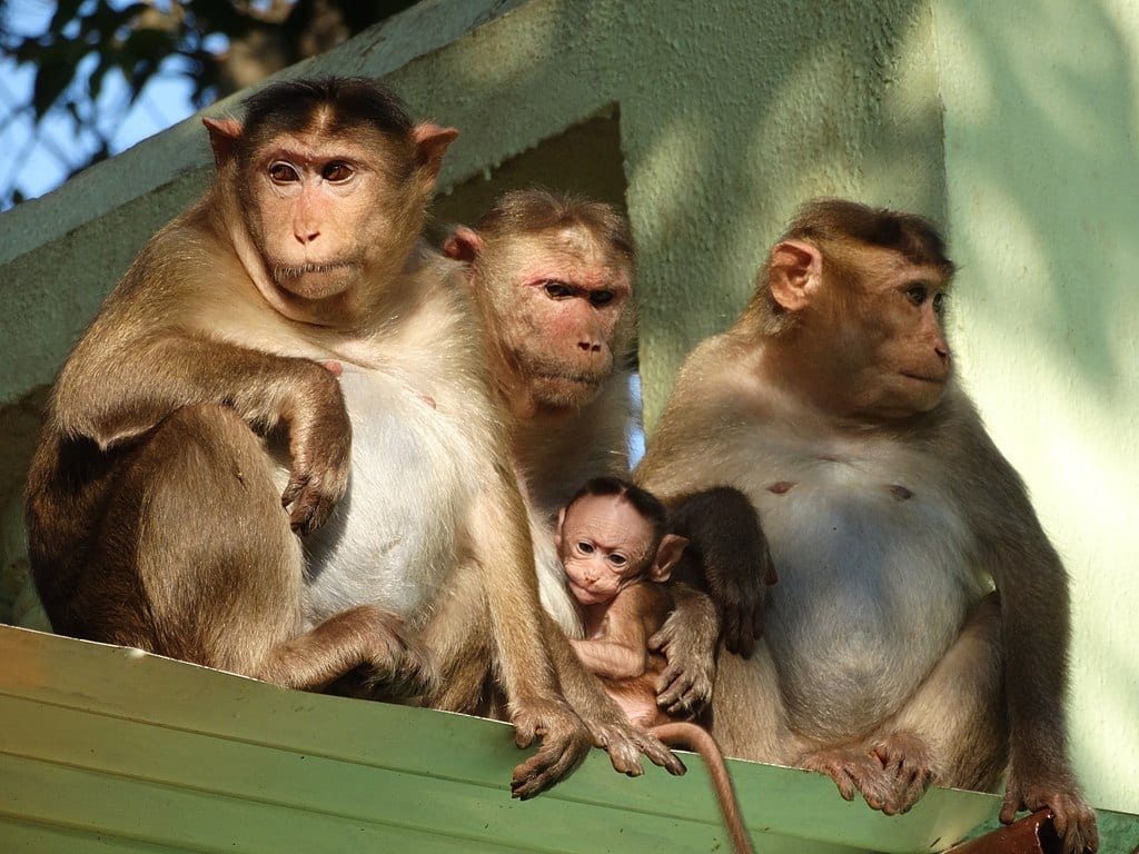 Monkeys; image courtesy of Aalokmjoshi, via Wikimedia Commons CC BY-SA 4.0, no changes made.