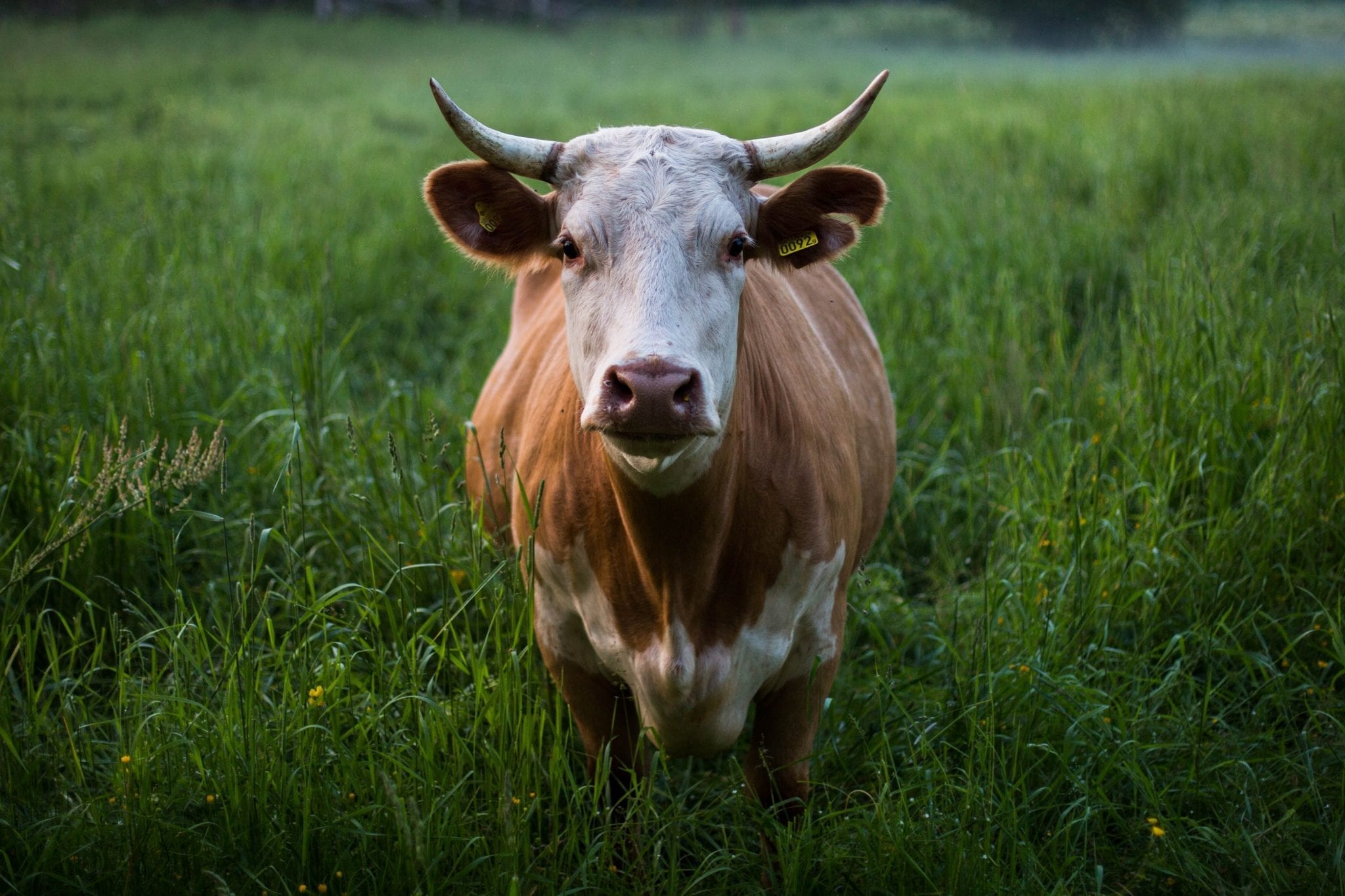 A horned, brown bovine stands in a field of lush green grass.