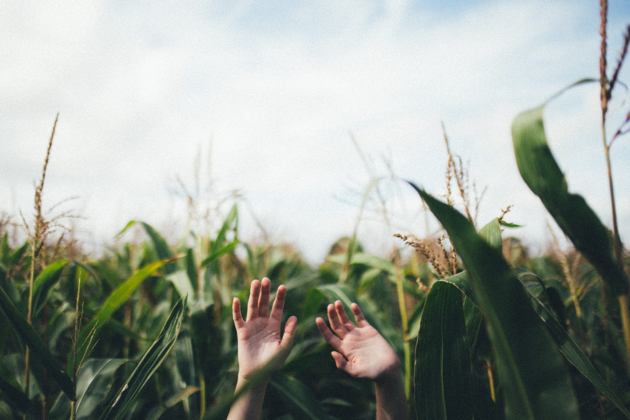 Two disembodied hands reach for the sky, in between endless rows of corn.
