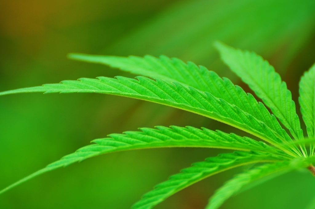 What Do The Three Strains Sativa Indica And Hybrid Mean For A