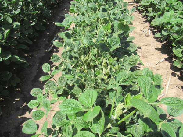 Soybean plants showing damage from dicamba drift next to a field of resistant plants.