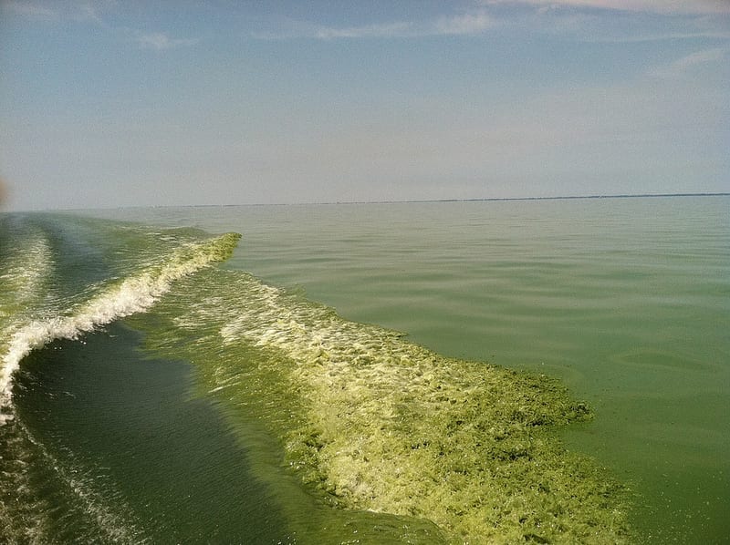 Intensely green waves of algae-rich lake water wash ashore.