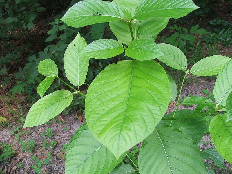 Image of a Kratom Plant