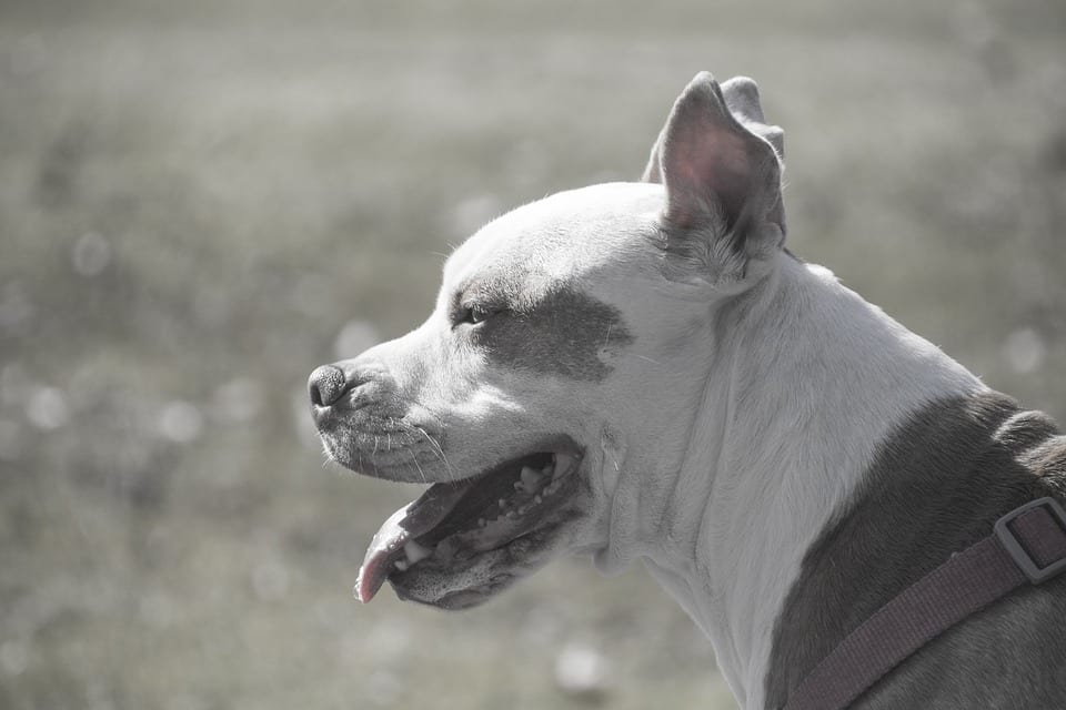 Image of a pit bull