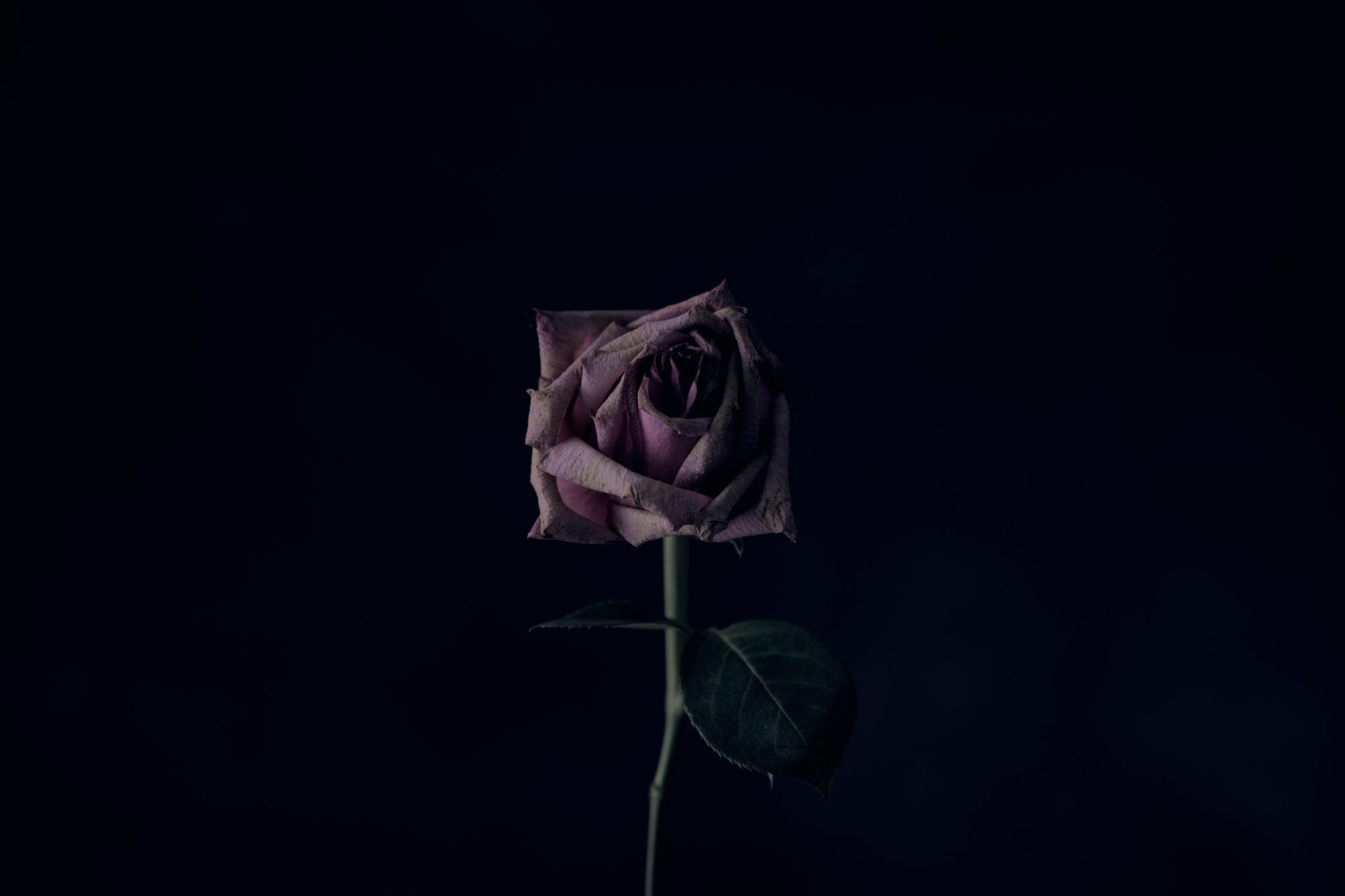 Pink rose; image by Sharon McCutcheon on Unsplash.
