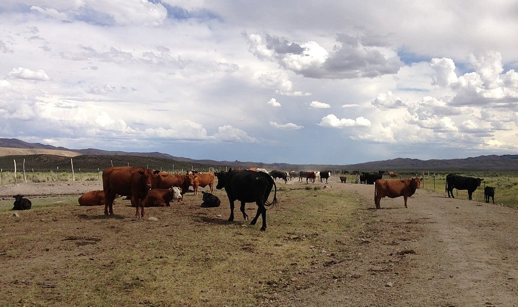 Image of cattle on a ranch