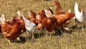 Image of hens on a poultry farm