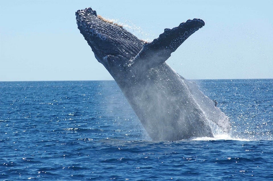 Image of a Humpback Whale