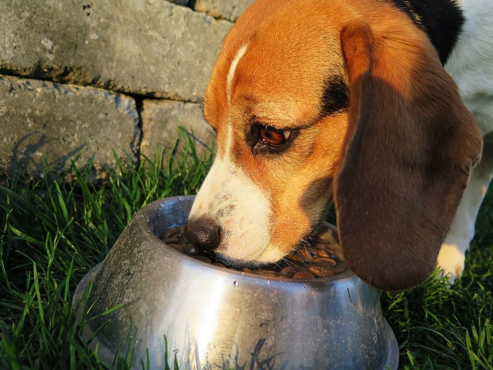 Image of a Dog Eating a Bowl of Food