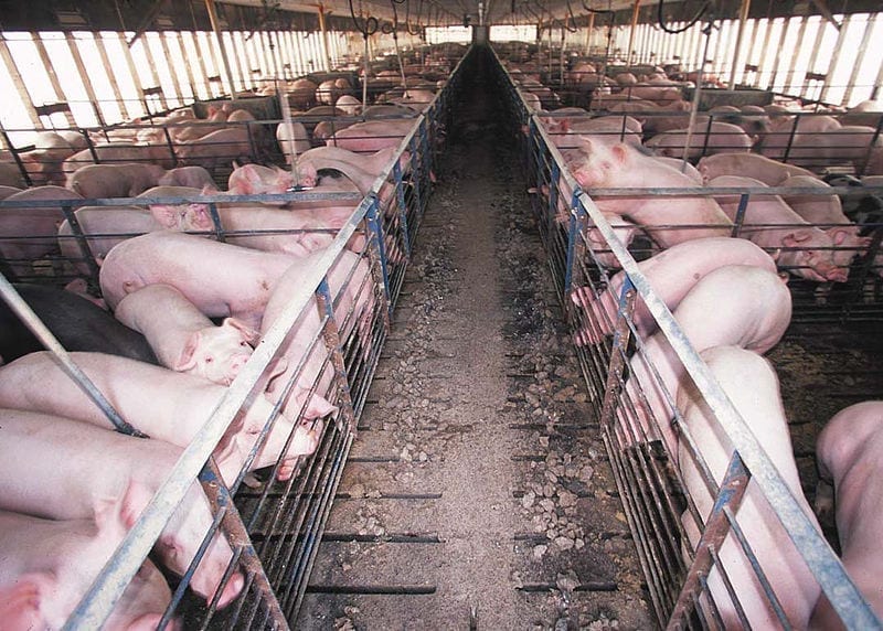 Image of a Hog Confinement Barn