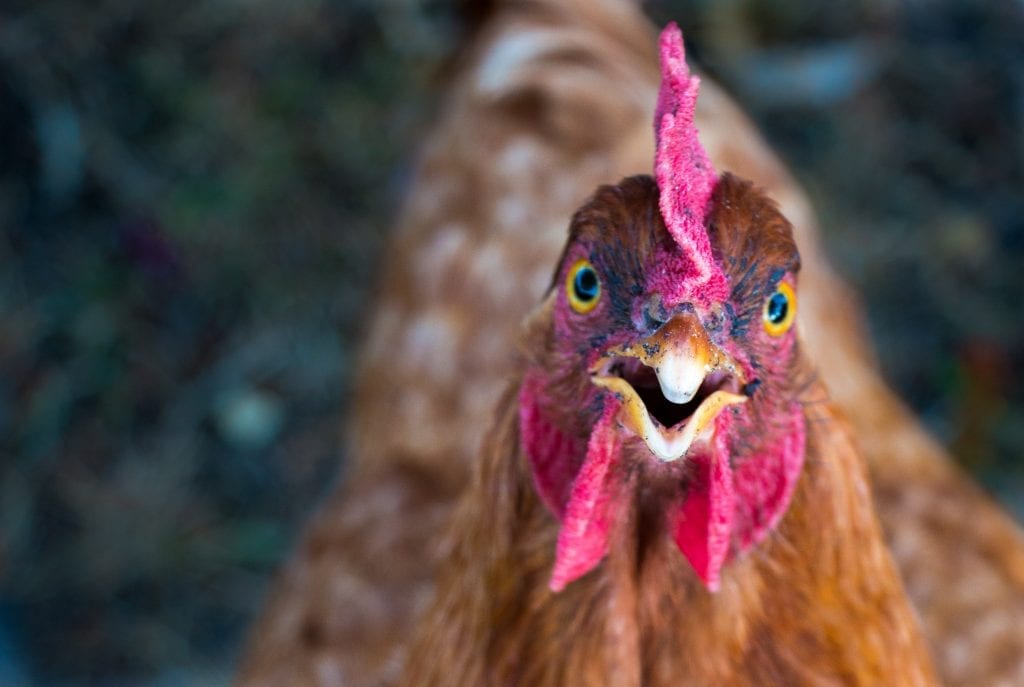 Poultry Producers Accused of Illegal Price Fixing Scheme, Fieldale Pays ...