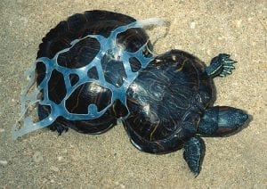 A turtle cinched at mid-shell by a too-tight plastic six-pack ring.