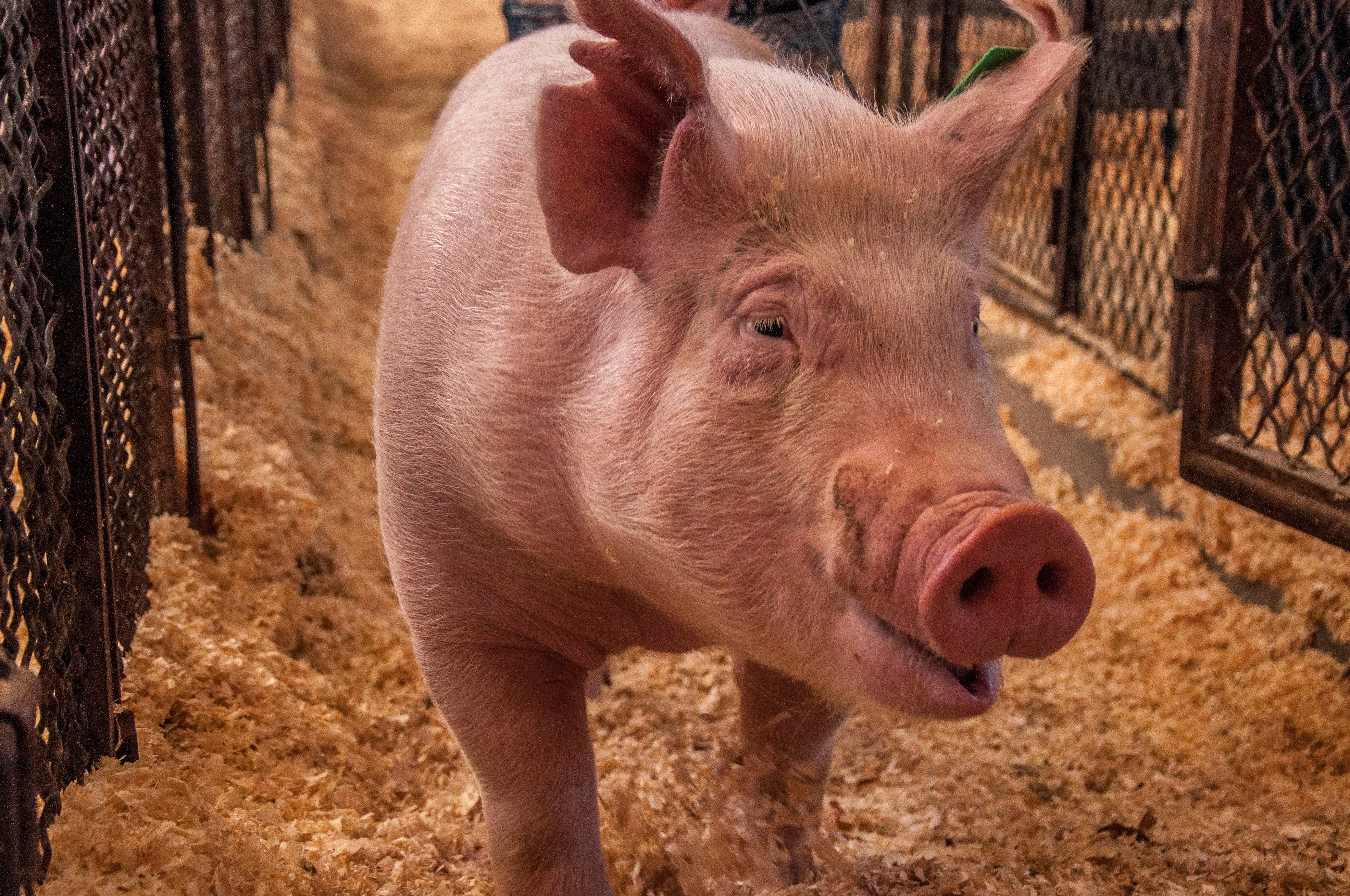 Hog Waste Still an Issue in North Carolina after Decades