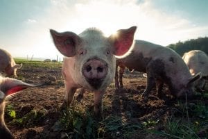 Hog Waste Still an Issue in North Carolina after Decades