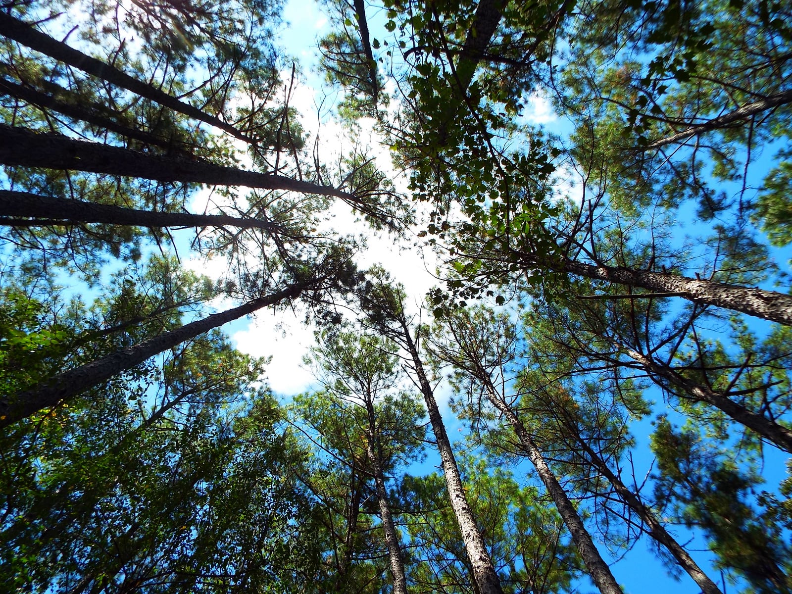 Looking up at the sky through converging Loblolly pine treetops.