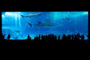 An aquarium in Okinawa, Japan