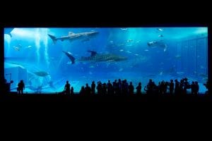 An aquarium in Okinawa, Japan