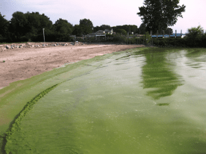 water thick with green algae washes up on a beach.