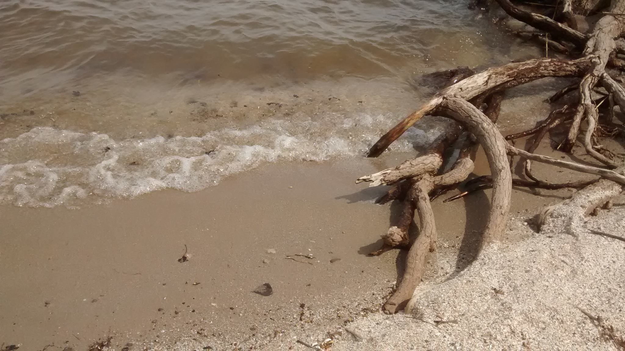 A small wave washes up on a sandy beach, with some driftwood nearby.