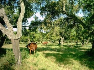 A brown bovine grazes lush green grass between mature trees.