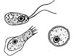 Illustration of Naegleria fowleri, a brain-eating amoeba