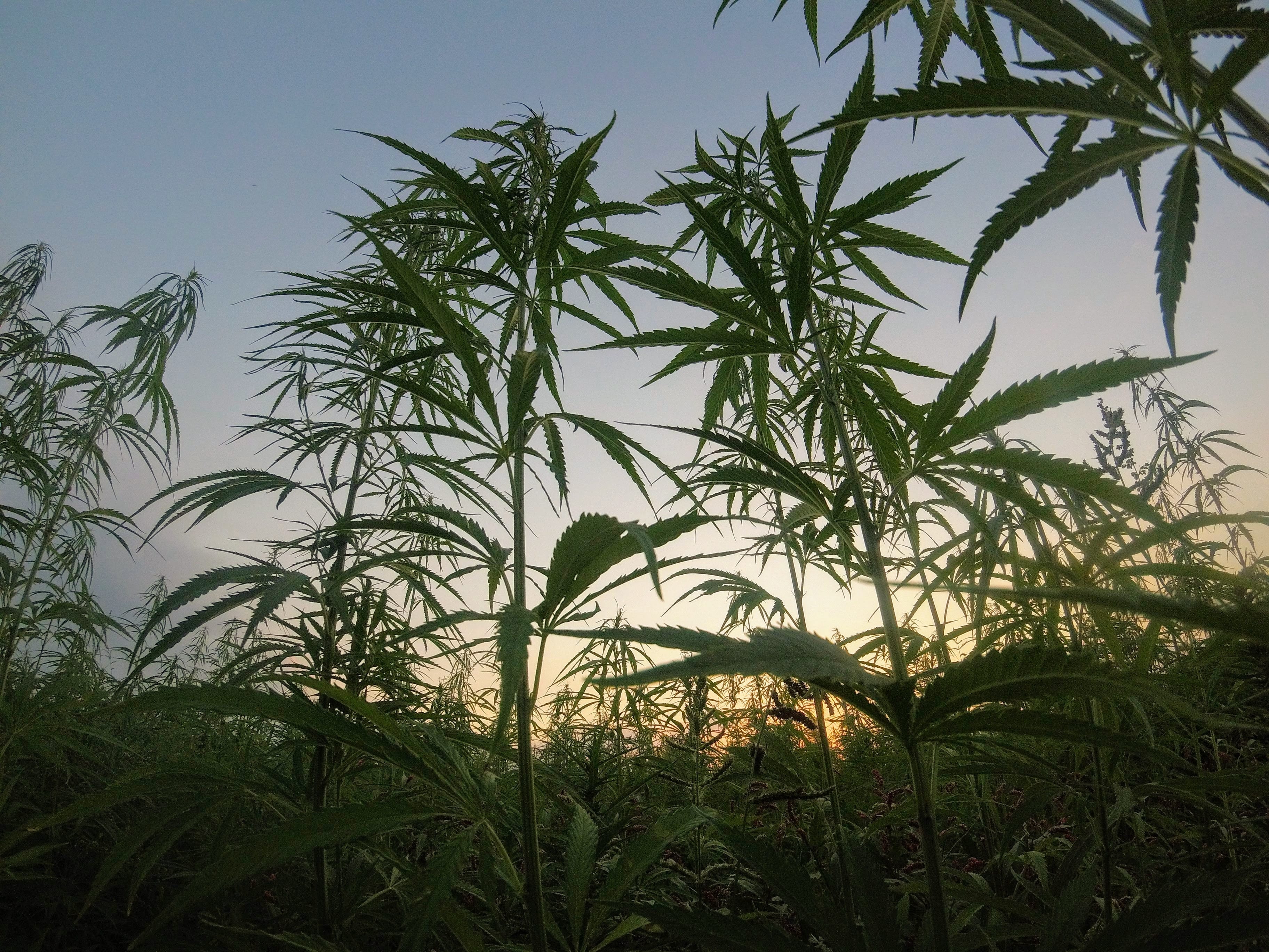 Marijuana field at sunrise; image by Matteo Paganelli, via unsplash.com.