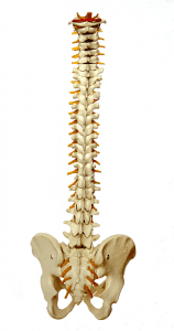 Model of a spine