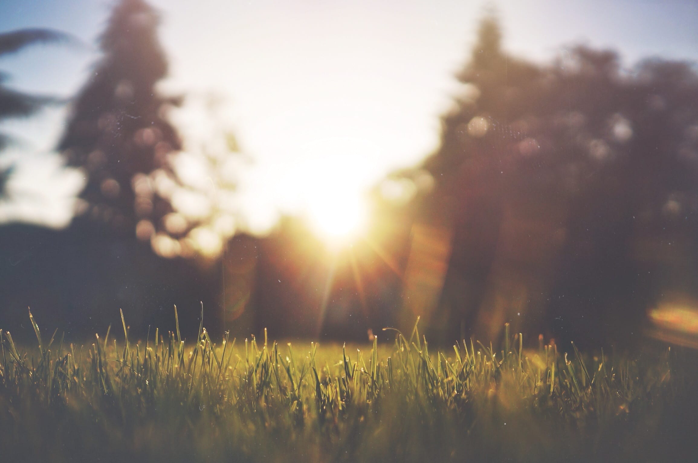 Soft focus shot of grass and trees with morning sun; image by Jake Givens, via Unsplash.com.