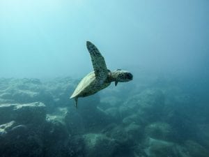 Sea turtle underwater; image by Jeremy Bishop, via unsplash.com.