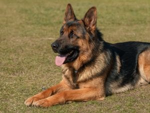 A German Shepherd; image by Adam Kontor, via Pexels.com.