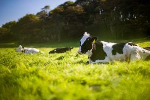 Veterinarians Lose Their Case Against Dairy Company