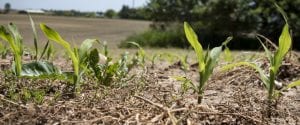 Young corn plants, only a few inches high, emerging from farm soil.