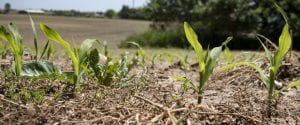 Young corn plants, only a few inches high, emerging from farm soil.