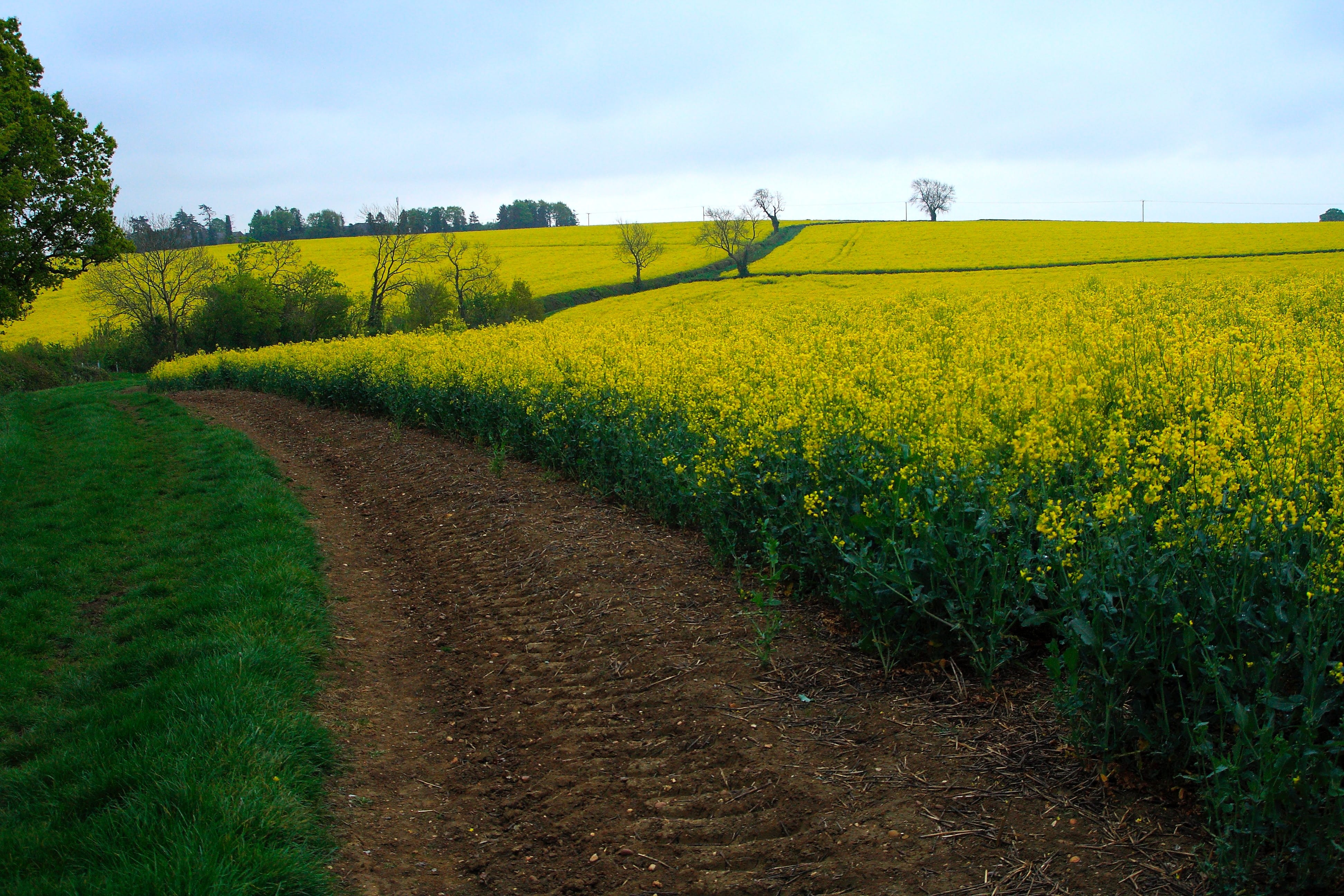 Dirt path running along field of yellow flowering plants; image by Benjamin Jameson, via Unsplash.com.