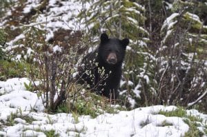 Are "Weird Things" Happening in Bozeman? One Man Thinks So.