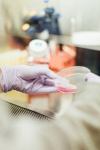 Lab technician holding Petri dish containing pink fluid; image by Drew Hays, via Unsplash.com.