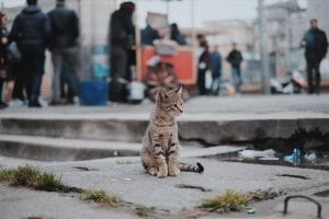 Brown tabby cat sitting on concrete; image by Emre Gencer, via Unsplash.com.